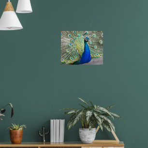 Poster Plumage Photographique de la Plume de Paon Bleu