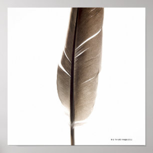 Poster Plume blanche fragile