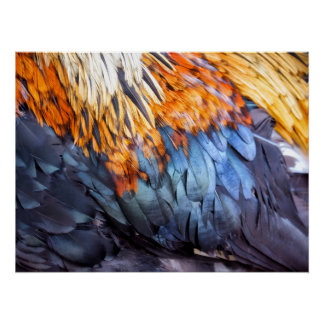 Poster Plume d'art fin