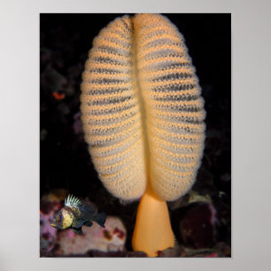 Poster Plume de mer orange avec poisson-lune à dos de cor