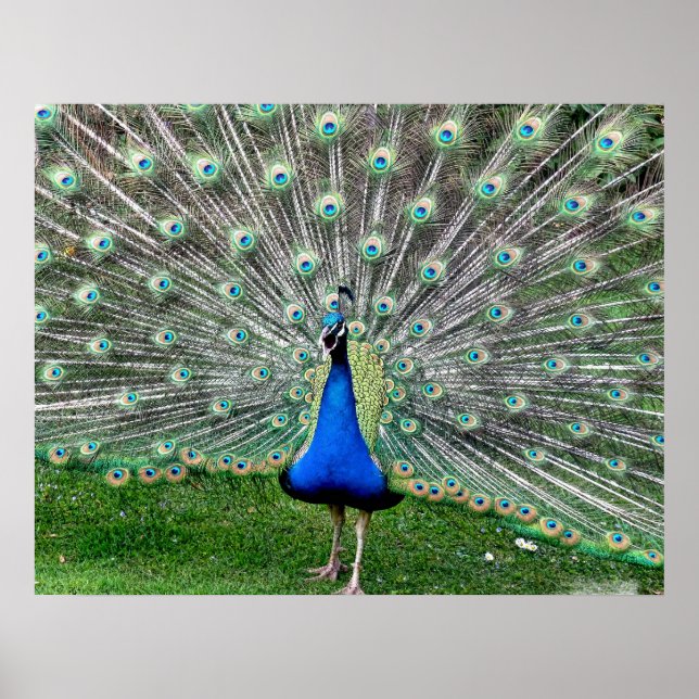 Poster Plume de paon (Devant)