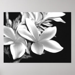 Poster Plumeria