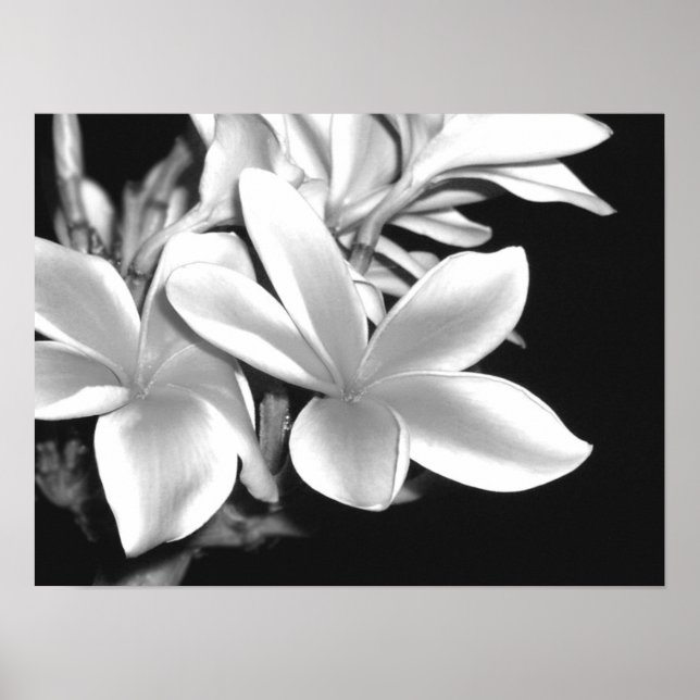 Poster Plumeria (Devant)