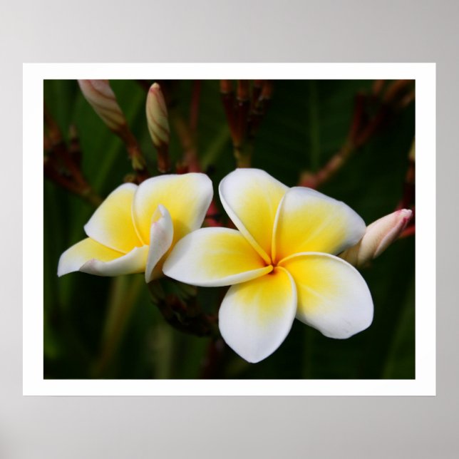 Poster Plumeria (Devant)