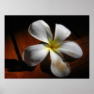Poster Plumeria
