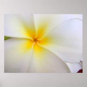 Poster Plumeria blanche