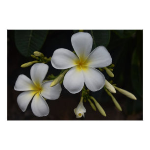Poster Plumeria blanche et jaune