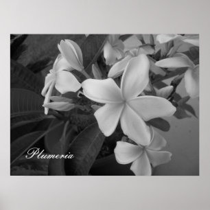 Poster plumeria - Customized
