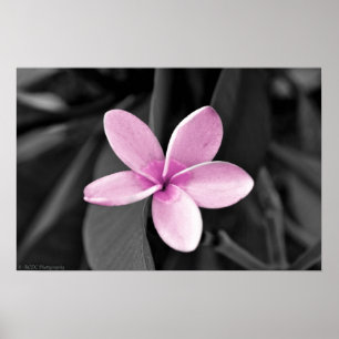 Poster Plumeria en fleurs