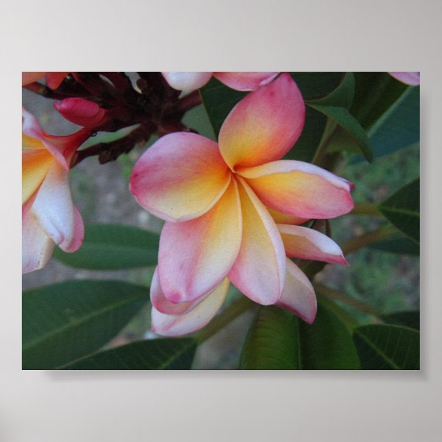 Poster Plumeria (Frangipani) (Devant)