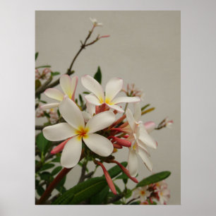 Poster Plumeria hawaïen