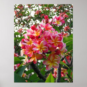 Poster Plumeria hawaïenne