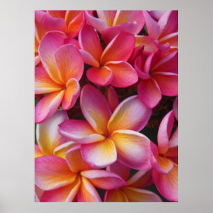 Poster Plumeria hawaïenne