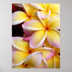 Poster Plumeria hawaïenne