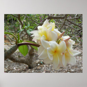 Poster Plumeria hawaïenne