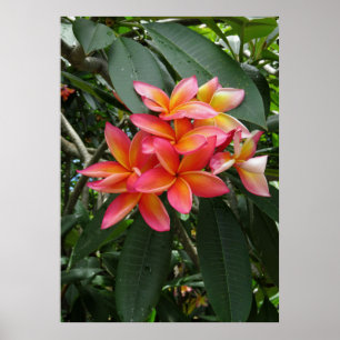 Poster Plumeria hawaïenne