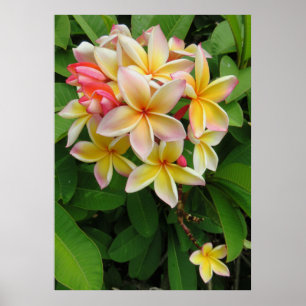 Poster Plumeria hawaïenne