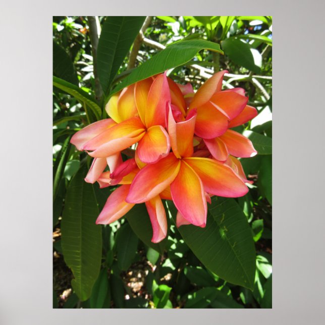 Poster Plumeria hawaïenne (Devant)