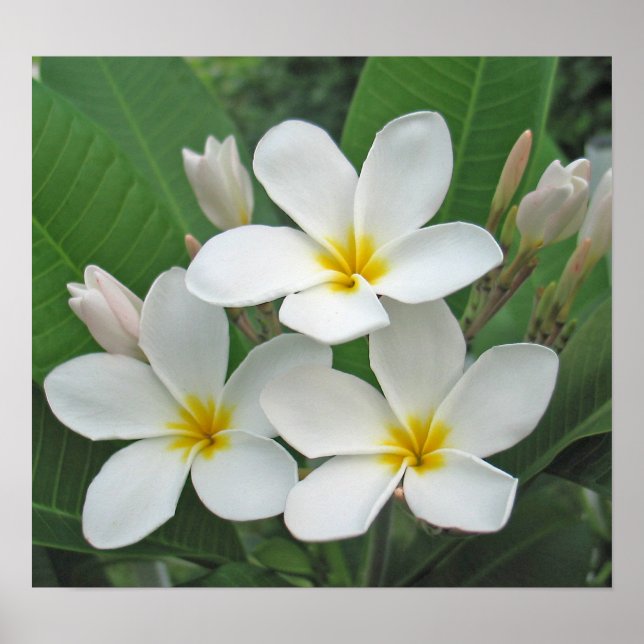 Poster Plumeria - Lune (Devant)