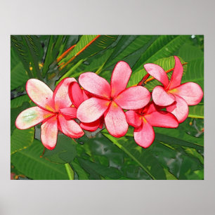 Poster Plumeria rose