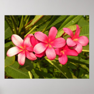 Poster Plumeria rose