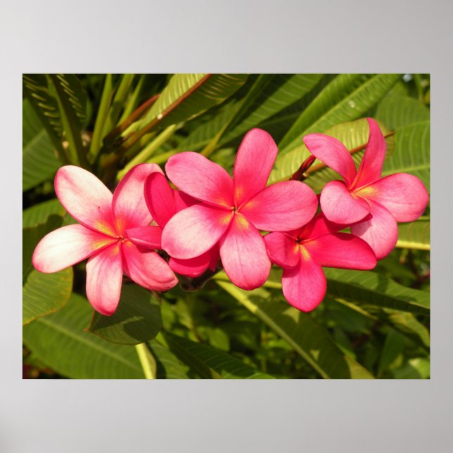 Poster Plumeria rose (Devant)