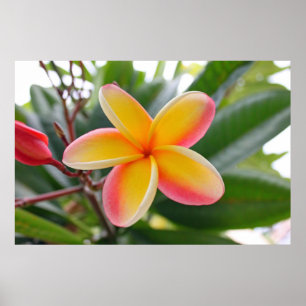 Poster Plumeria rouge et jaune 1