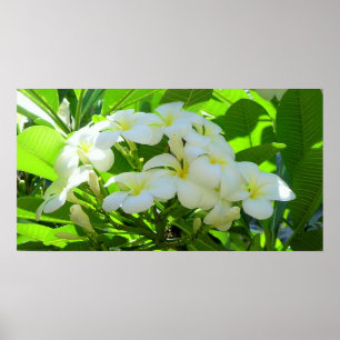 Poster Plumeria Salutation matin