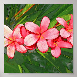 Poster Plumerias