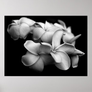 Poster Plumerias en noir et blanc