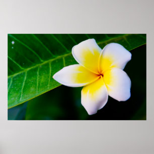 Poster plumérie
