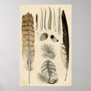 Poster Plumes