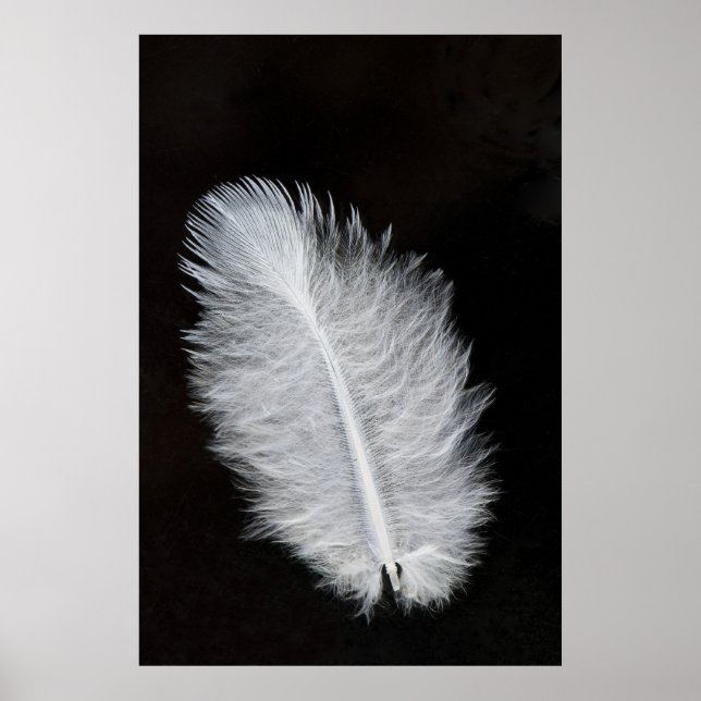 Poster Plumes (Devant)