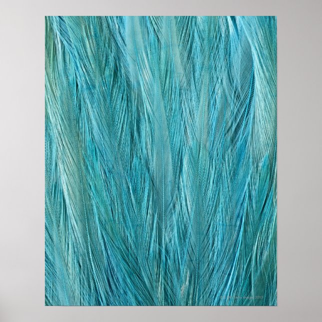 Poster Plumes bleues (Devant)