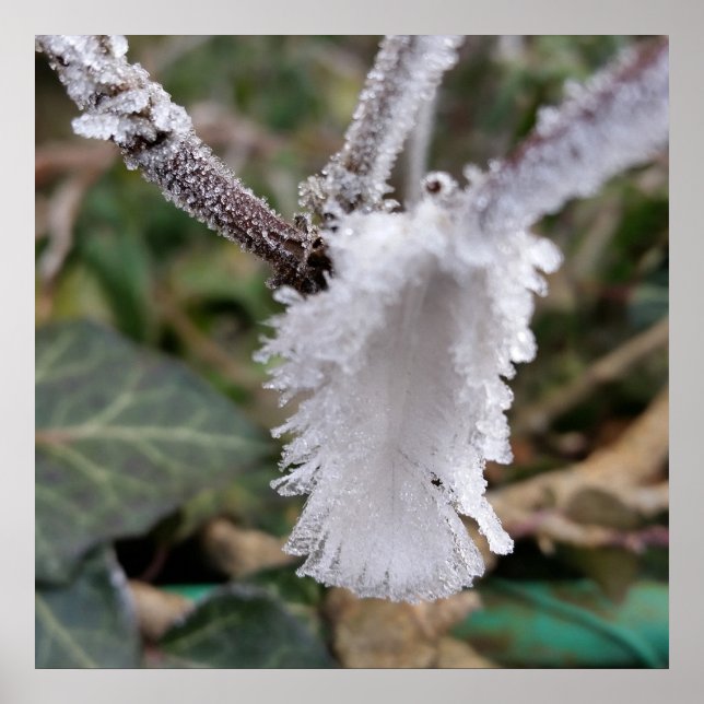 Poster plumes congelées (Devant)