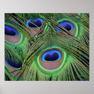 Poster Plumes de paon