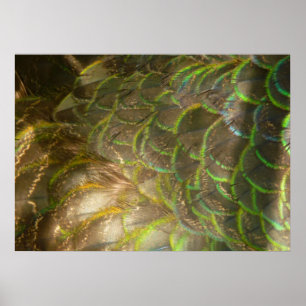Poster Plumes de paon III (femelle) Design subtil de la n