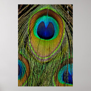 Poster Plumes de queue de paon mâle