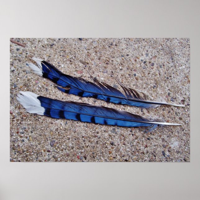 Poster Plumes d'oiseau Blue Jay (Devant)
