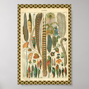 Poster Plumes vintages