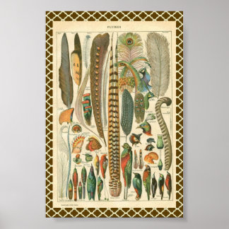 Poster Plumes vintages