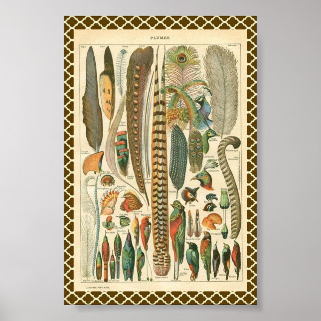 Poster Plumes vintages (Devant)