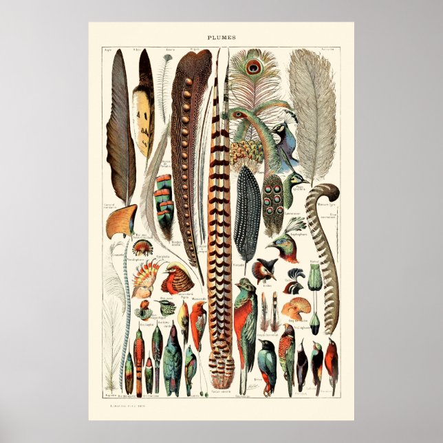 Poster Plumes vintages par Adolphe Millot (Devant)