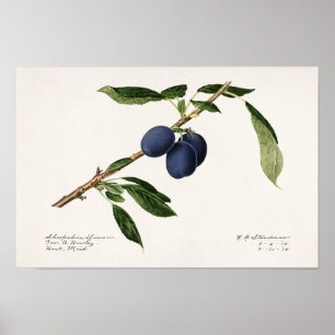 Poster Plums (Prunus Domestica) Peinture à l'aquarelle au