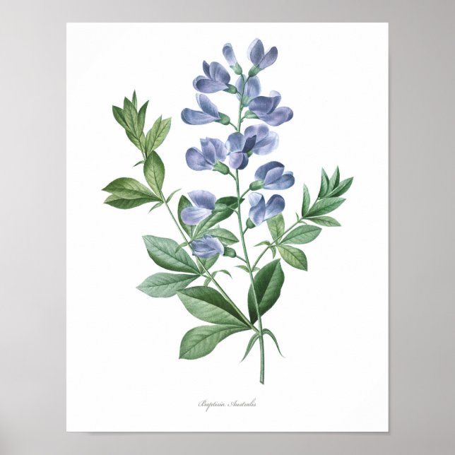Poster PLUS HAUTE QUALITÉ Empreinte Botanique de Baptisia (Devant)
