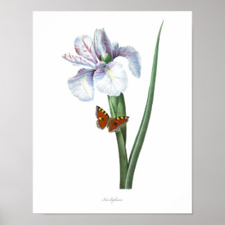 Poster PLUS HAUTE QUALITÉ Empreinte Botanique de Iris Esp