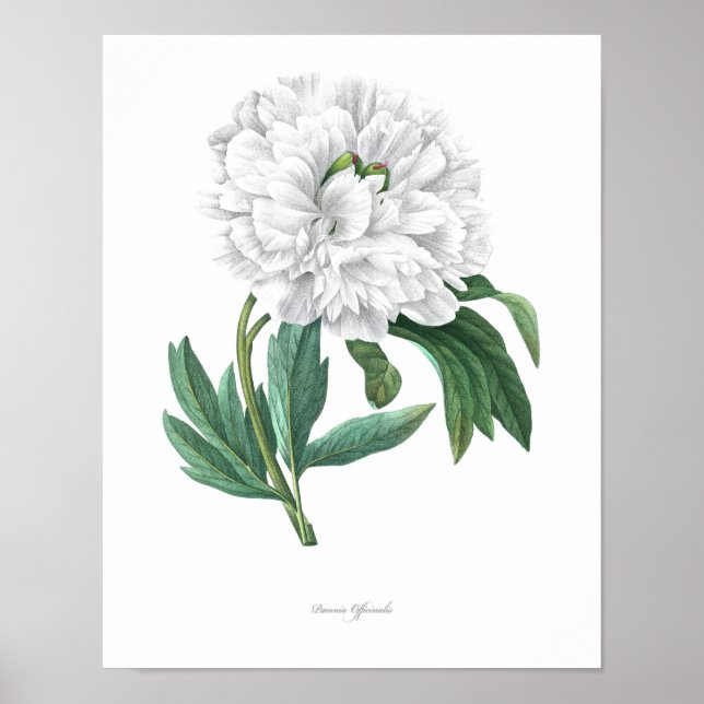 Poster PLUS HAUTE QUALITÉ Empreinte Botanique de Peony (Devant)