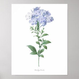 Poster PLUS HAUTE QUALITÉ Empreinte Botanique de Plumbago