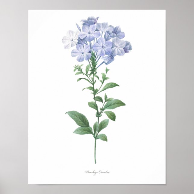 Poster PLUS HAUTE QUALITÉ Empreinte Botanique de Plumbago (Devant)