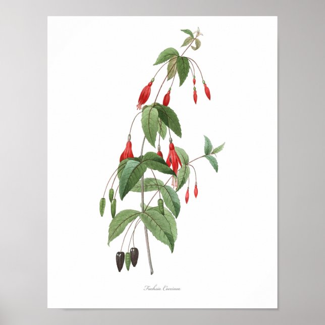 Poster PLUS HAUTE QUALITÉ Imprimerie botanique de Fuchsia (Devant)